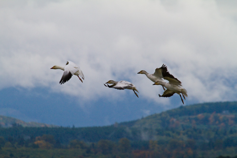 Snow Geese In Flight